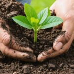 Des astuces pour prendre soin de vos plantes