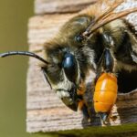 Où installer un hôtel à insectes dans votre jardin pour le rendre attractif