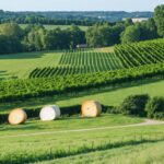 La diversité des fromages en France : combien en compte-t-on vraiment ?