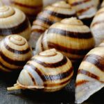 Les secrets d’une cuisson parfaite des bigorneaux