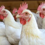 Poulet à l’odeur prononcée mais encore bon : puis-je le consommer en toute sécurité ?