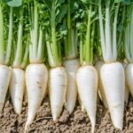 Découverte des fruits et légumes commençant par la lettre d