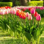 Les bulbes à privilégier pour vos plantations de mars