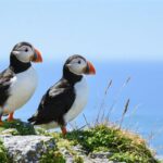 Les raisons incontournables de visiter l’islande