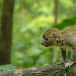 Découvrez les 5 parcs nationaux incontournables à explorer au Costa Rica