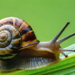 La bave d’escargot : un remède miracle ou une menace insoupçonnée ?