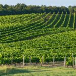Les raisons du prix élevé du Dom Pérignon