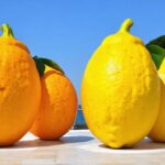 Le carnaval de Nice et la célébration du citron pour l’édition 2025