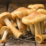 Les secrets pour congeler parfaitement vos girolles et préserver toute leur saveur
