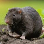 Quel est le moment idéal pour observer les taupes à l’extérieur ?