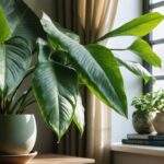 Alocasia macrorrhizos : Guide complet sur les caractéristiques, la culture et l’entretien de l’oreille d’éléphant