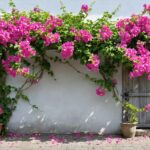 Bougainvillea spectabilis : la plante grimpante éclatante au soin simplifié