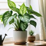 Syngonium podophyllum : Guide complet pour un entretien optimal de votre plante d’intérieur