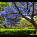 Jacaranda mimosifolia : L’arbre ornemental au feuillage délicat et aux fleurs éclatantes de bleu