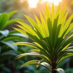 Dypsis decaryi : découvrez les particularités, conseils de culture et astuces d’entretien du palmier triangle